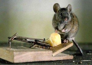 How to get rid of mice in house